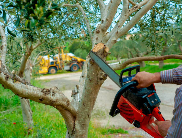 Best Dead Tree Removal  in Princeton, MN